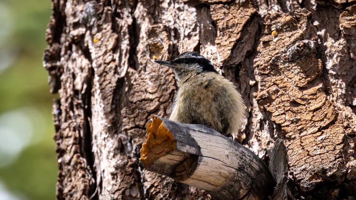 Red-breasted Nuthatch - ML589242171