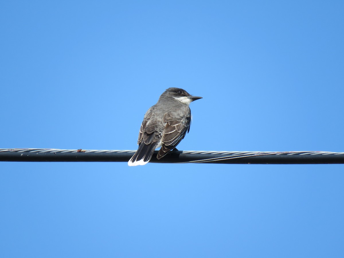 Eastern Kingbird - ML589244441