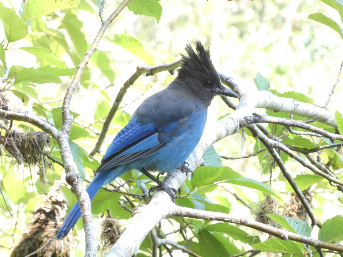 Steller's Jay - ML589244991