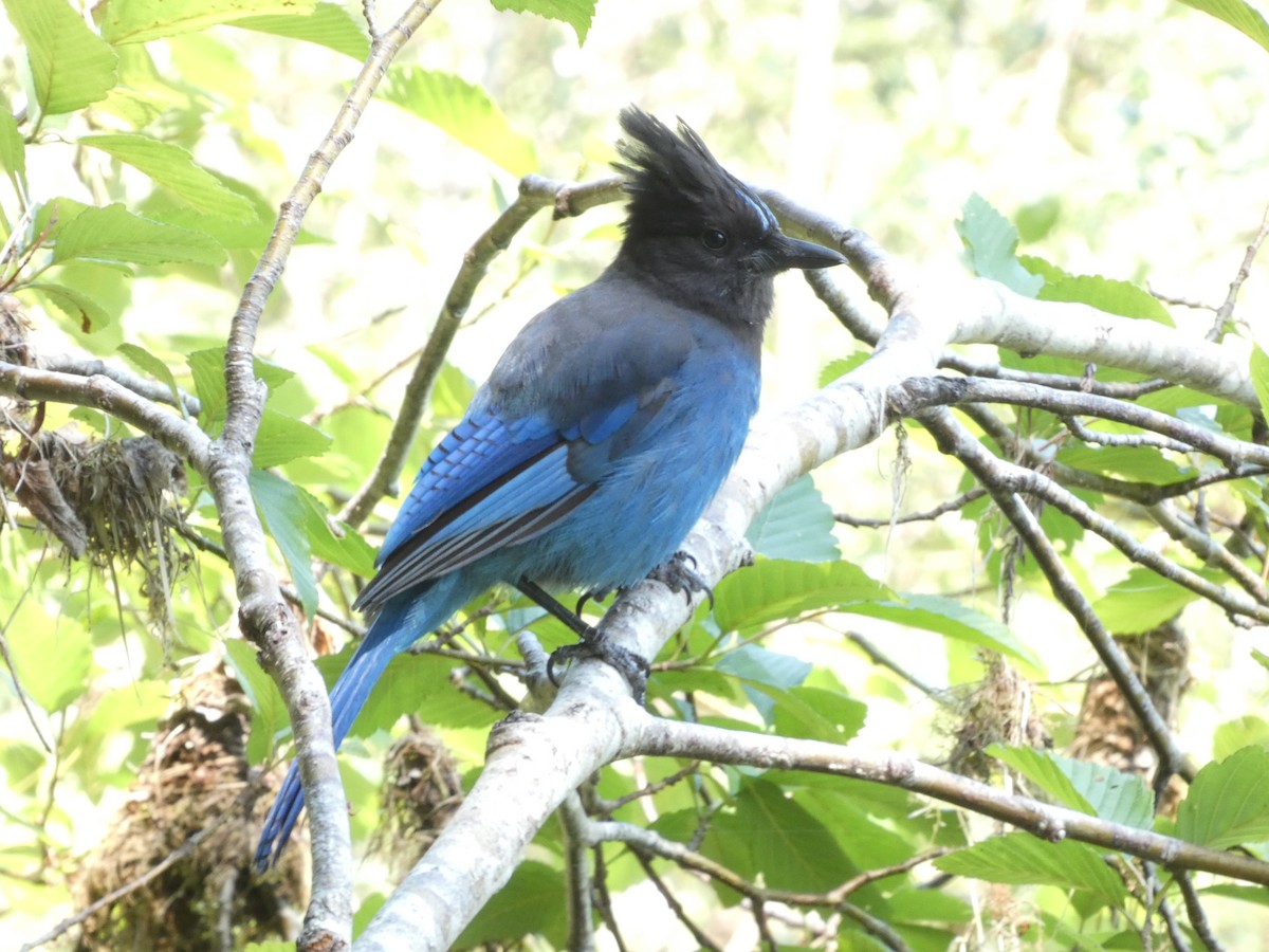 Steller's Jay - ML589245001