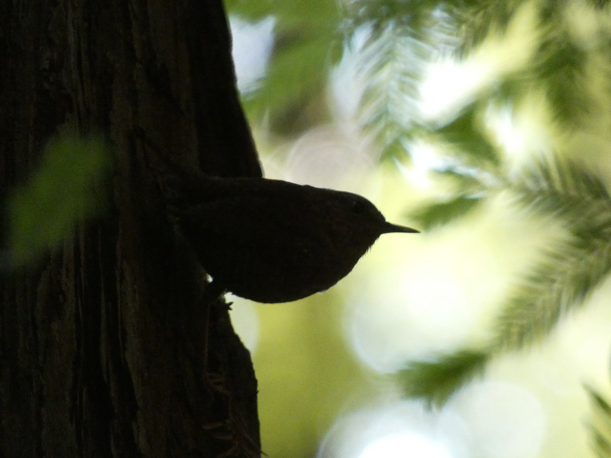 Pacific Wren - ML589245011