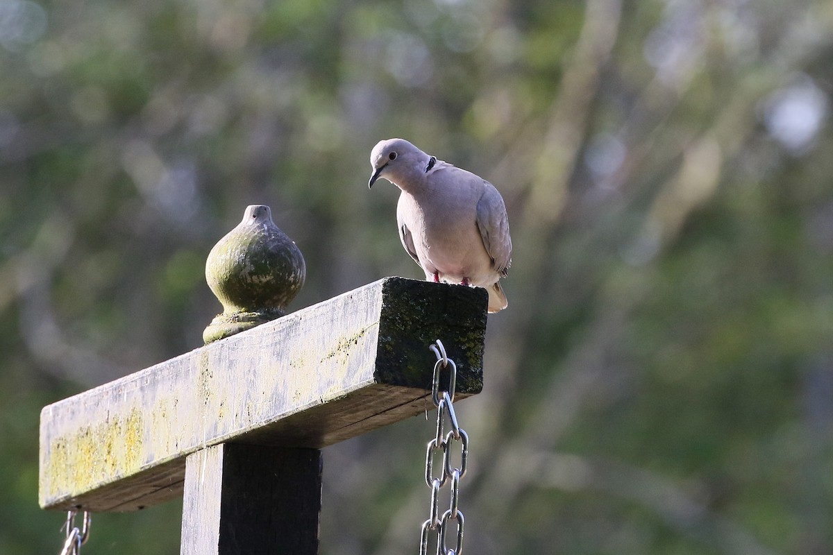 Eurasian Collared-Dove - ML589245311