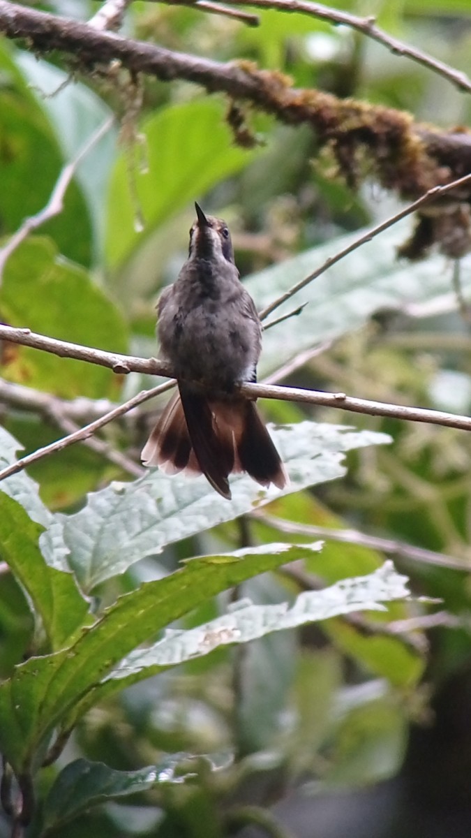 Brown Violetear - ML589245621