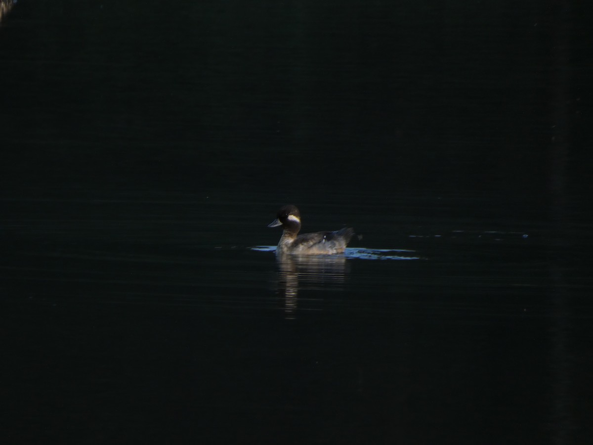 Bufflehead - ML589245981