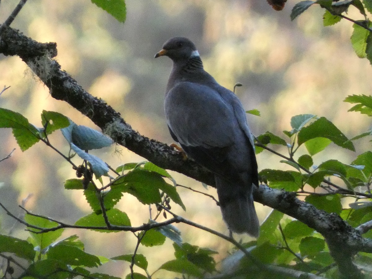 Band-tailed Pigeon - ML589246031