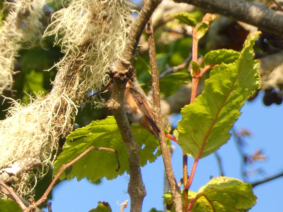 Allen's Hummingbird - ML589246111