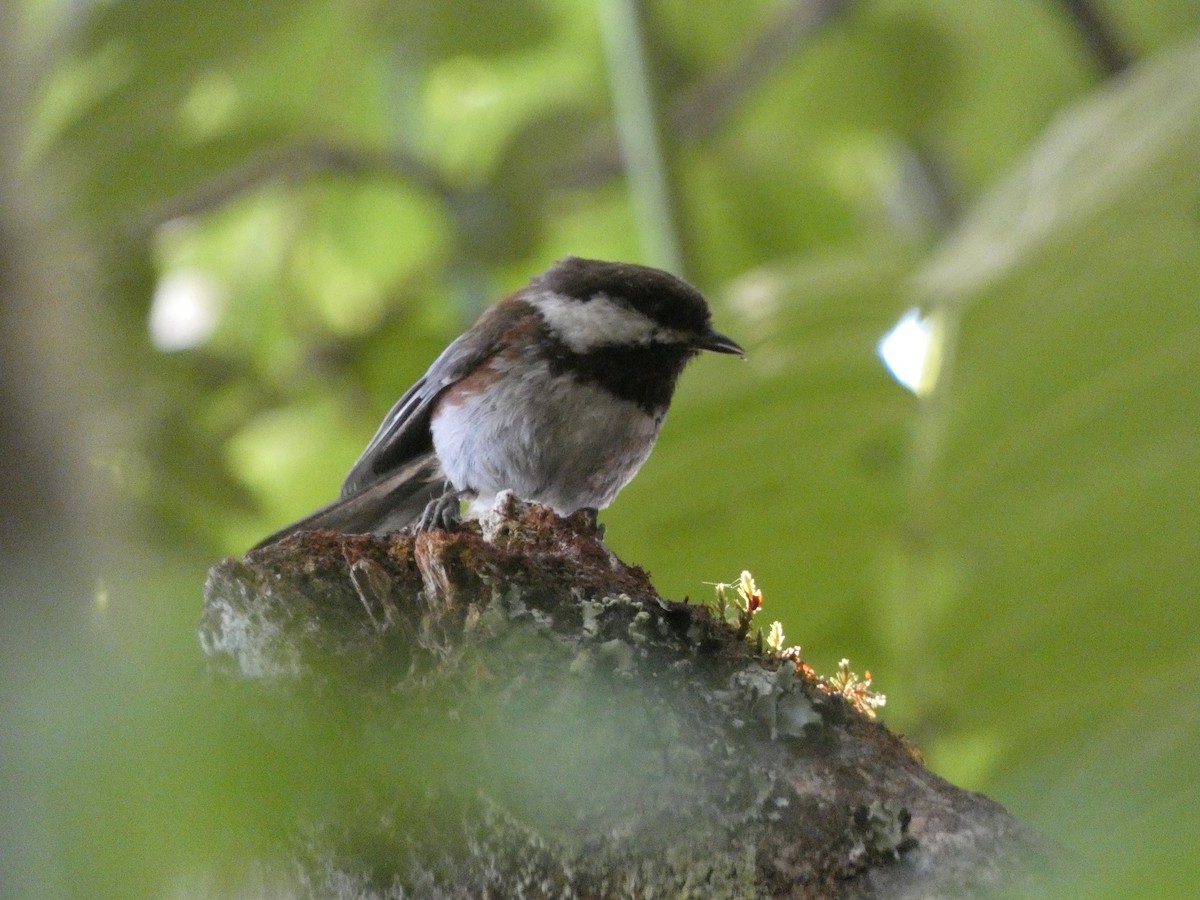 Mésange à dos marron - ML589246141