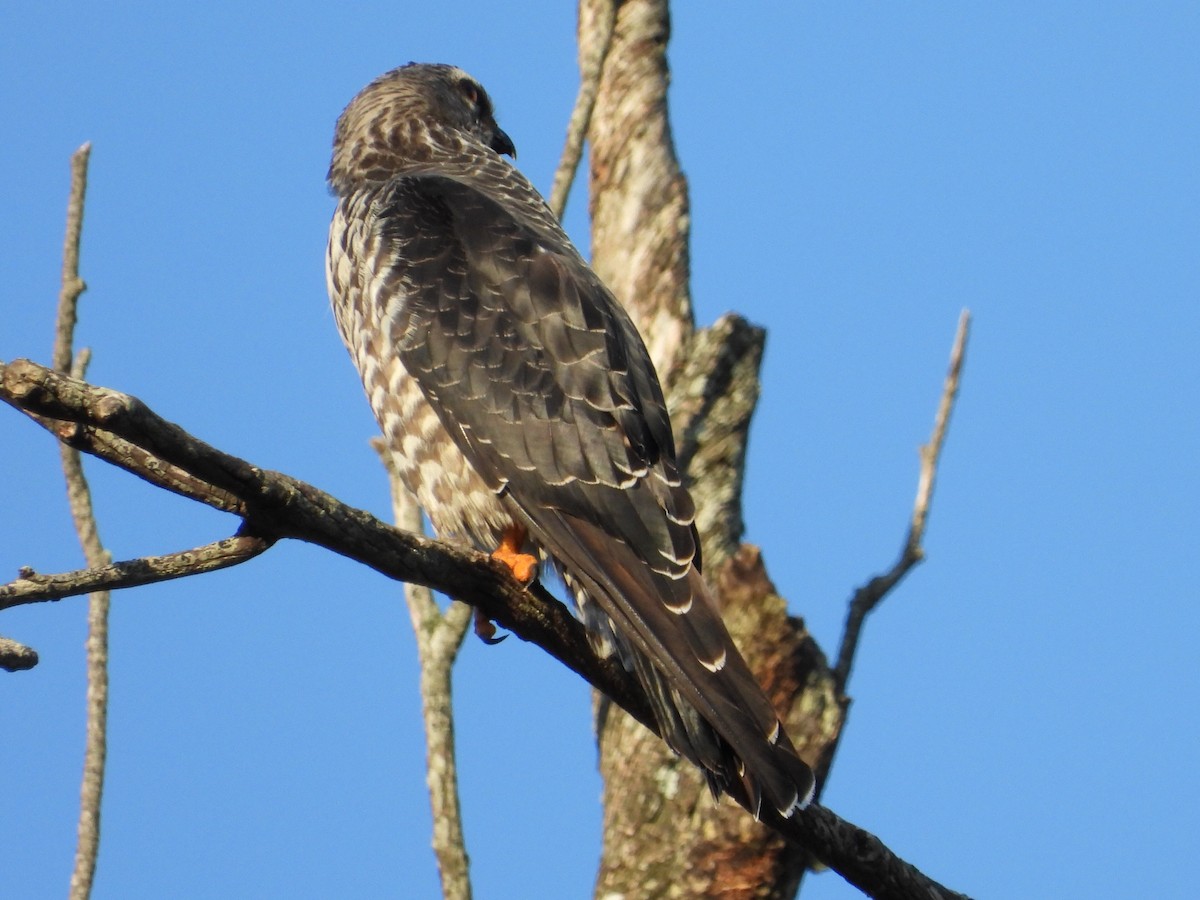 Plumbeous Kite - ML589248161