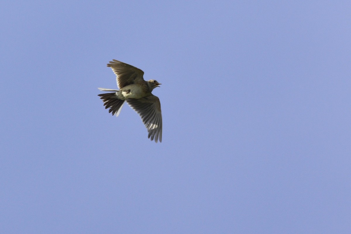 Eurasian Skylark - ML589249541