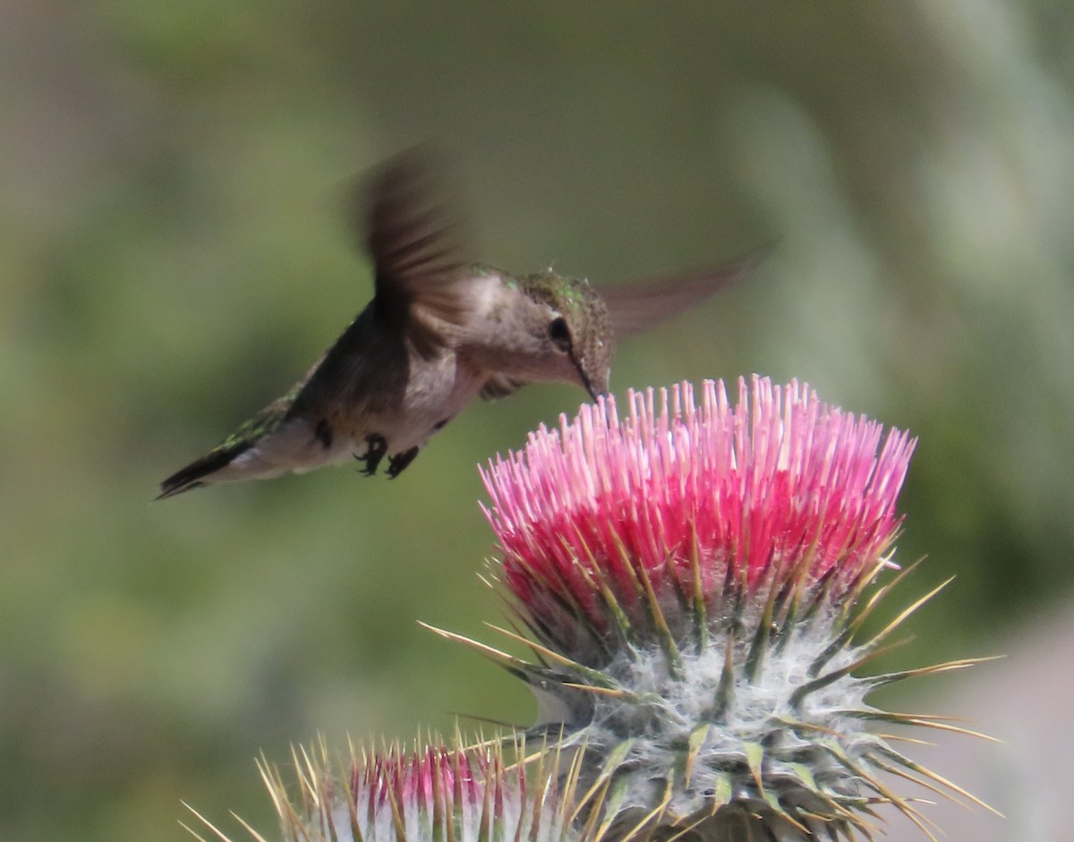 Black-chinned Hummingbird - ML589249601