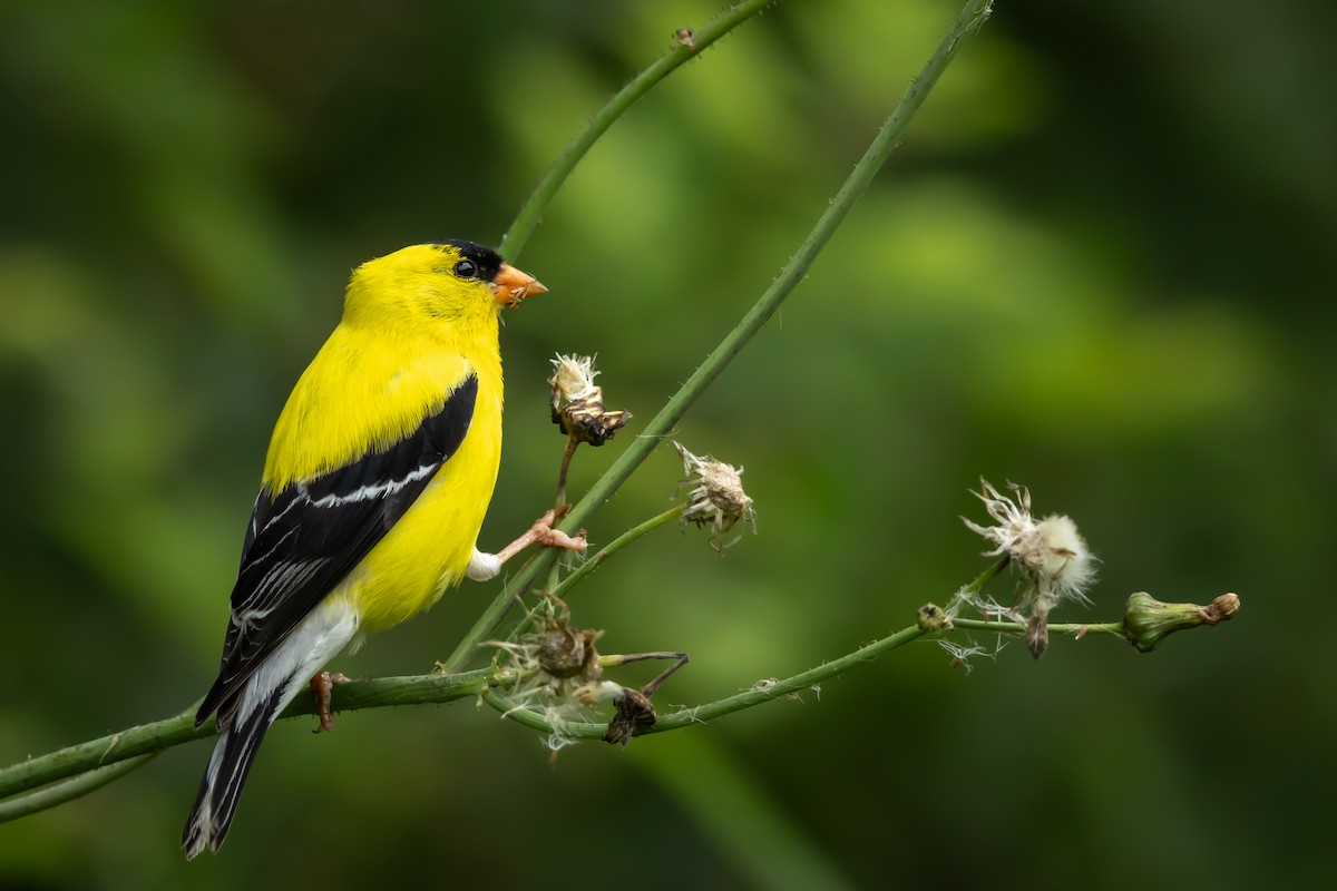 American Goldfinch - Renee Sparks