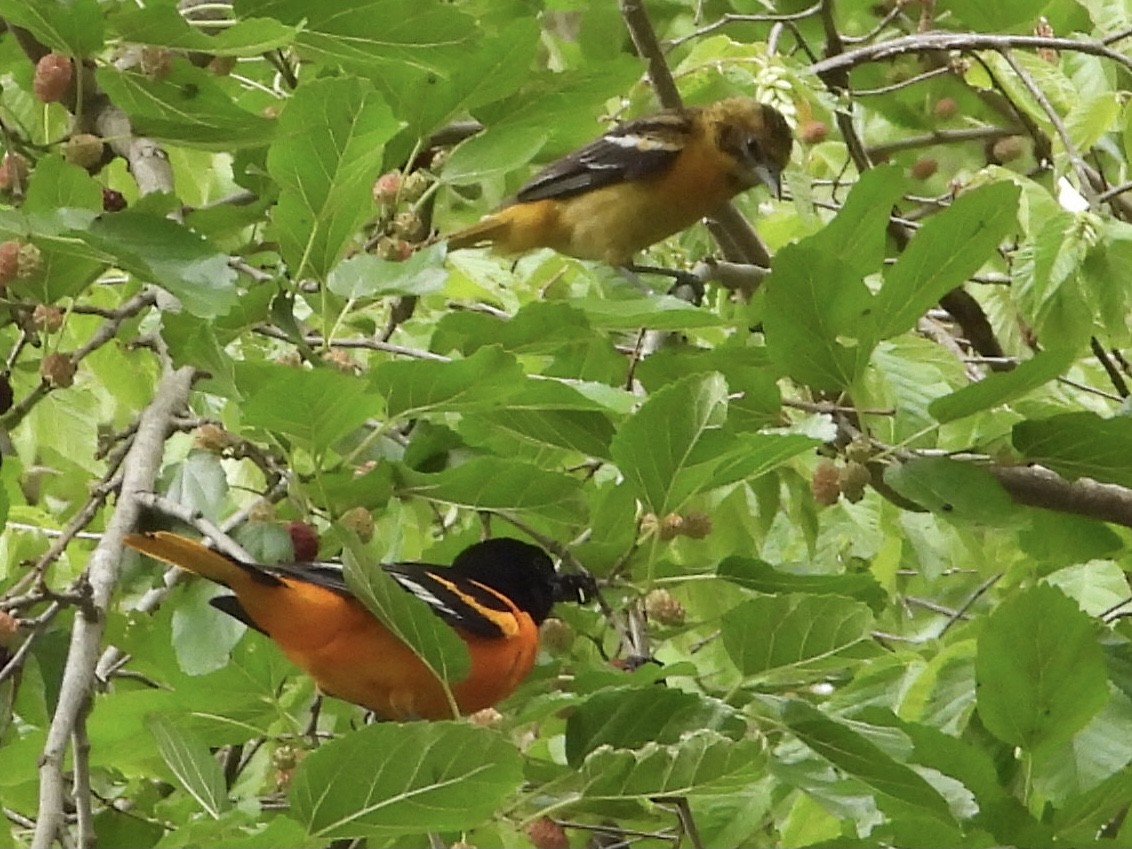 Baltimore Oriole - ML589250041