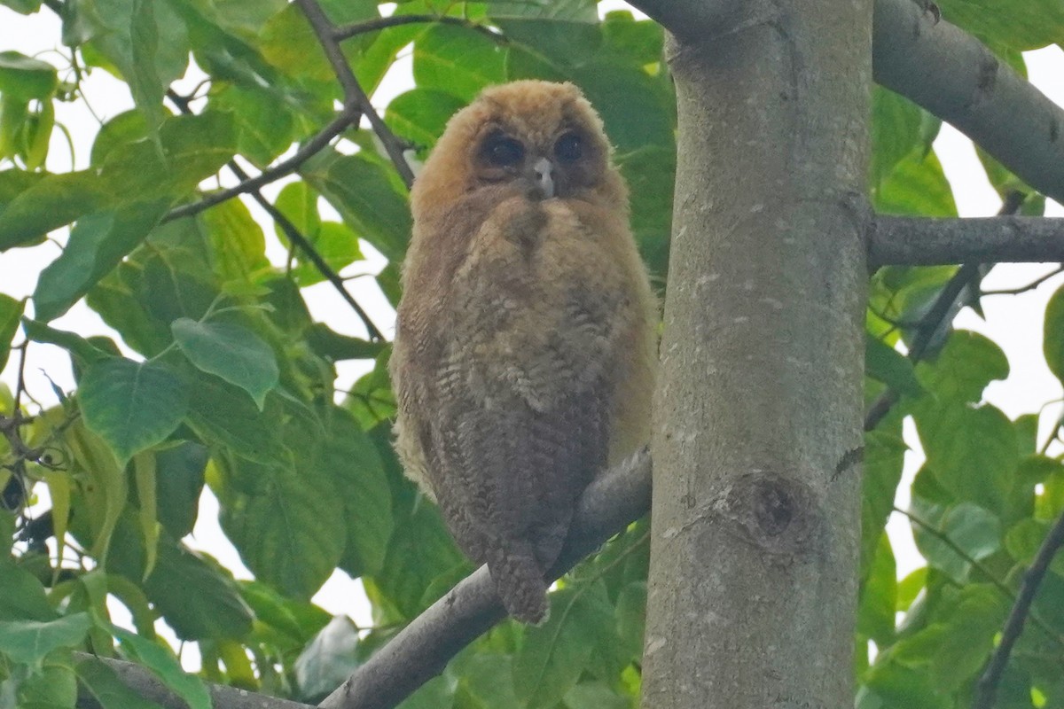 Jamaican Owl - ML589250441