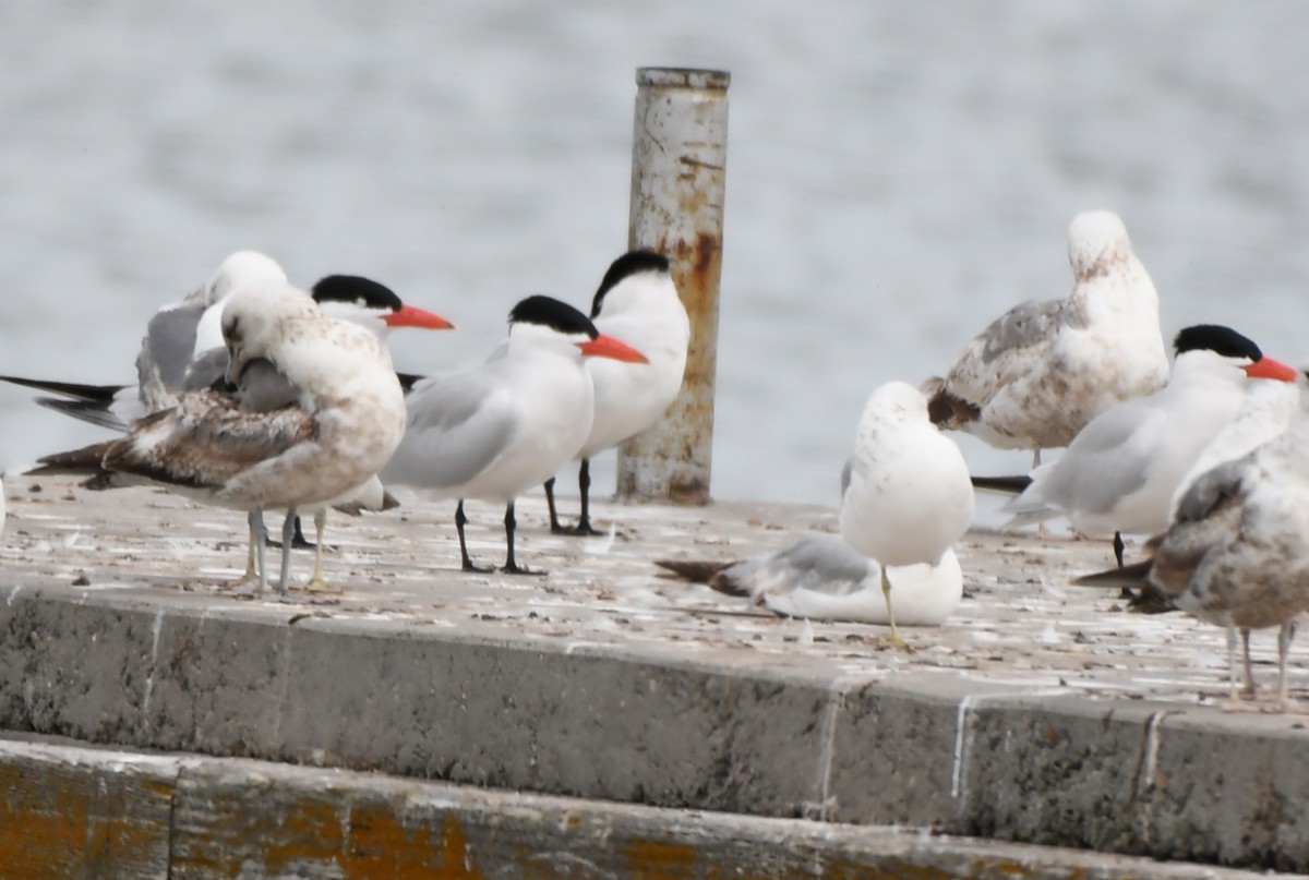 Caspian Tern - ML589250531