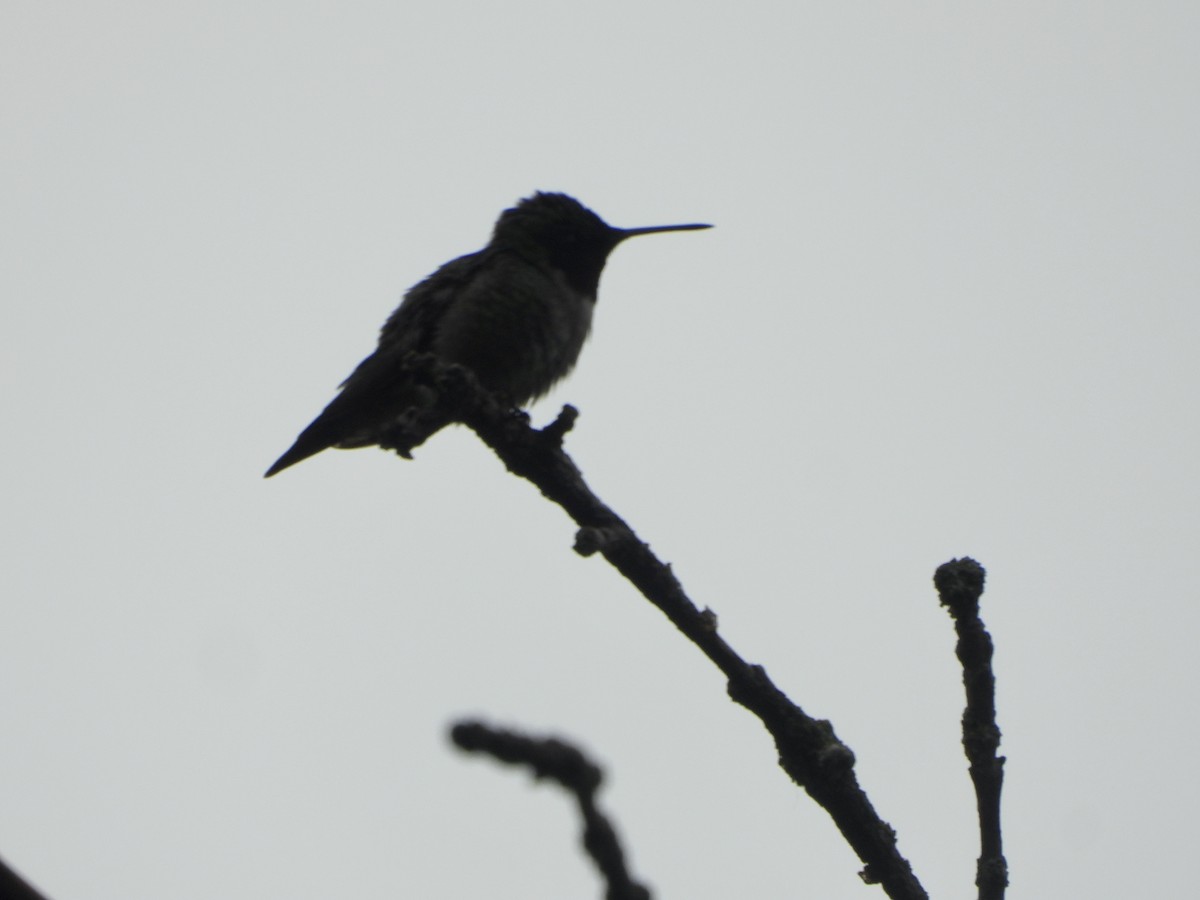 Ruby-throated Hummingbird - ML589250891