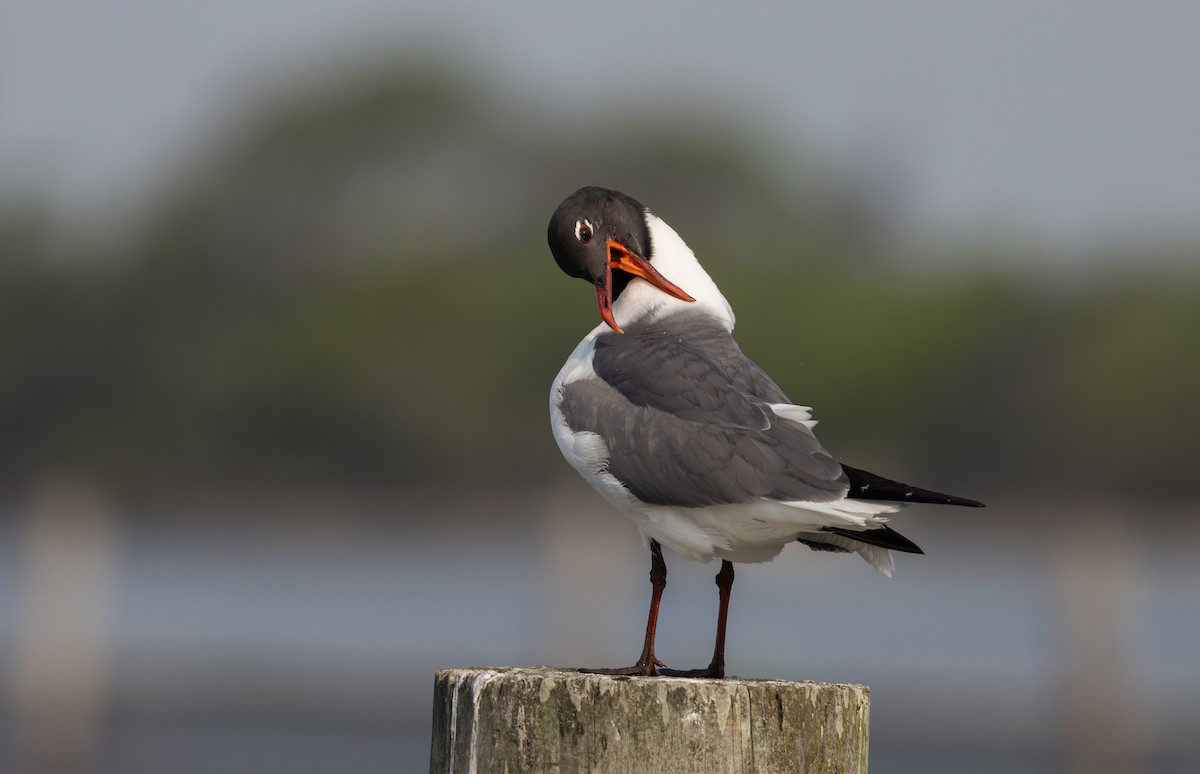 Mouette atricille - ML589251021