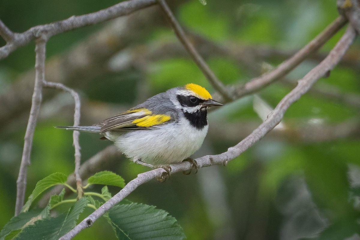 Golden-winged Warbler - ML589251411