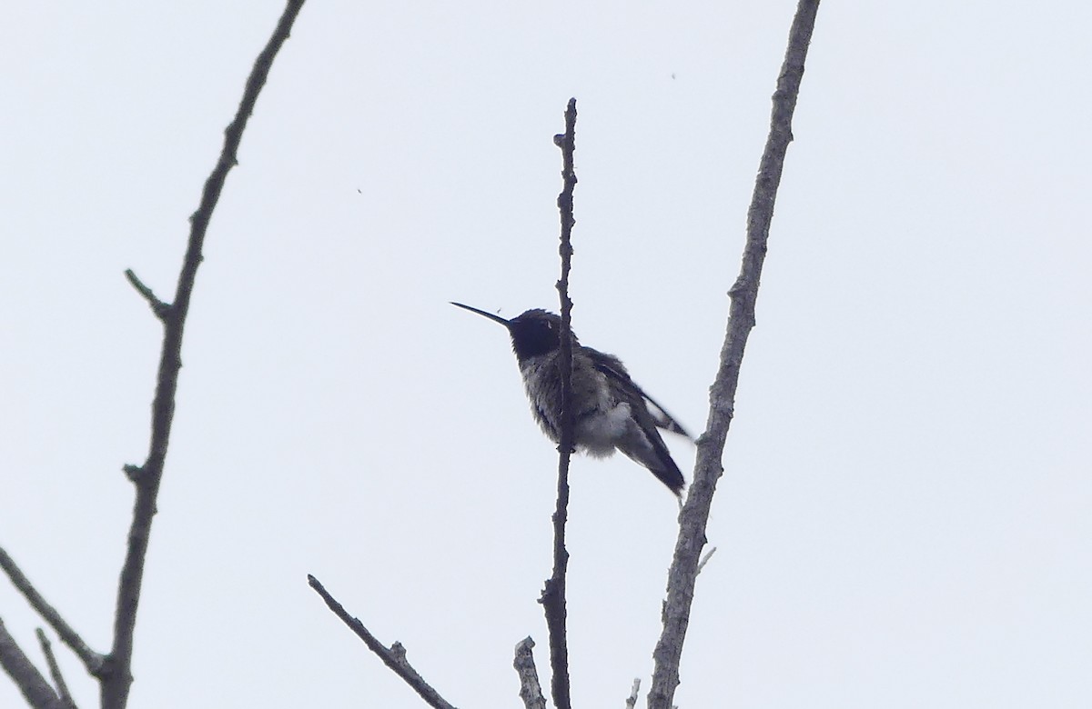 Black-chinned Hummingbird - ML589252051