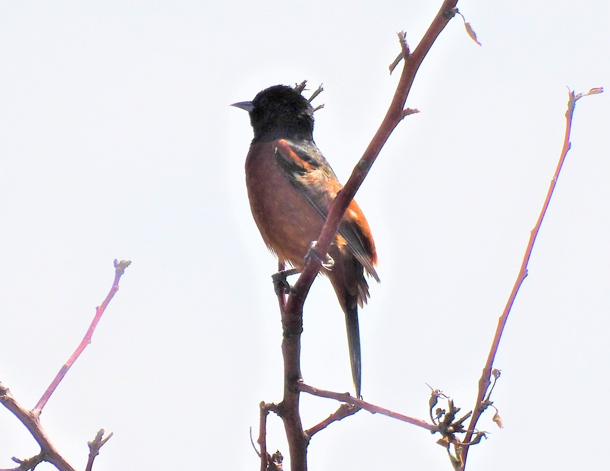Orchard Oriole - ML589252711