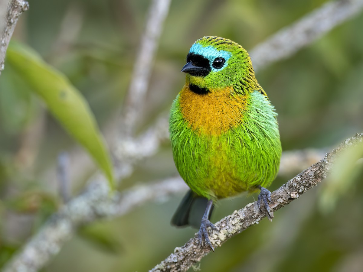 Brassy-breasted Tanager - Andres Vasquez Noboa