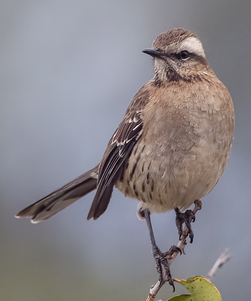 Chilean Mockingbird - ML589254561