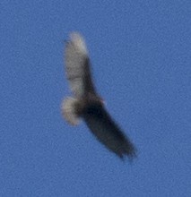 Turkey Vulture - Craig Christensen