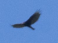 Turkey Vulture - ML589254821