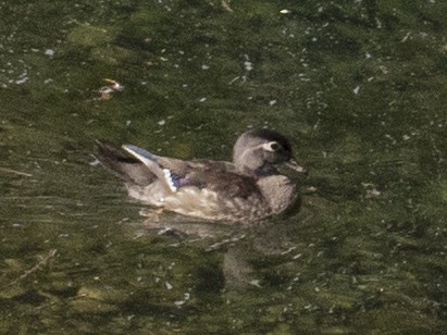 Wood Duck - ML589256001