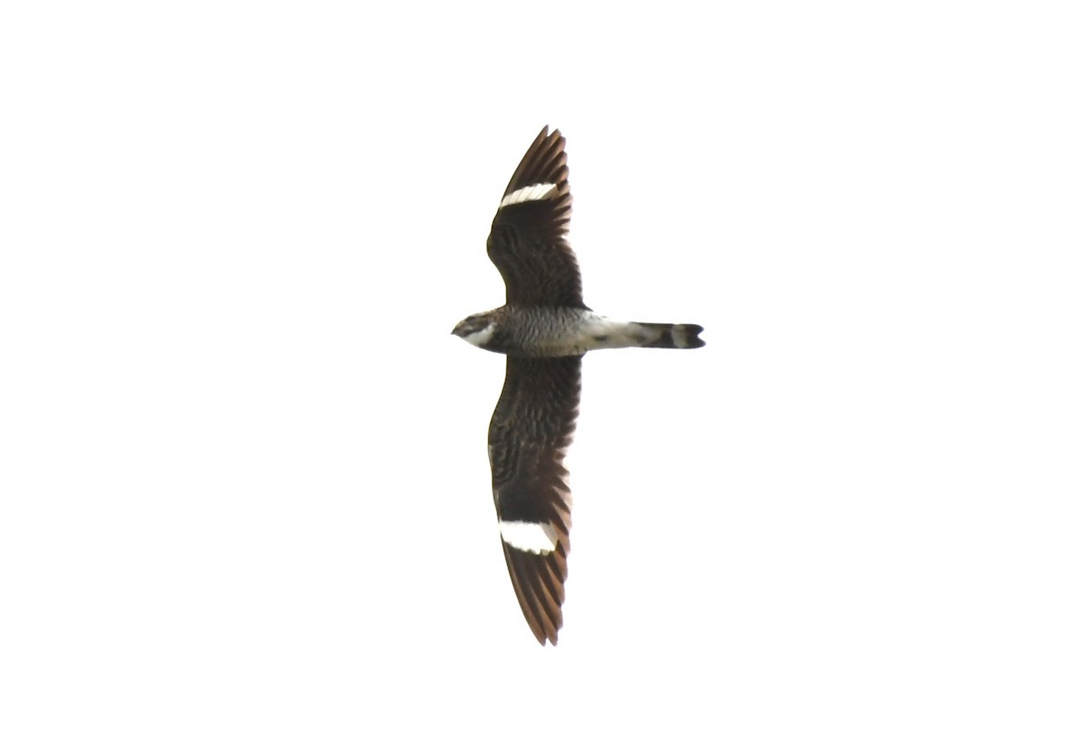 Common Nighthawk - ML589256271