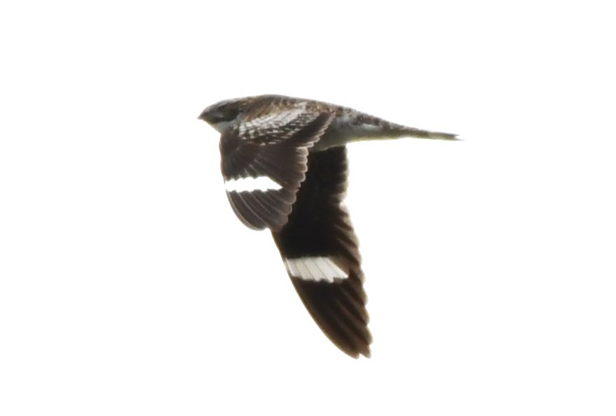 Common Nighthawk - ML589256281