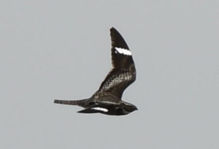 Common Nighthawk - ML589256291