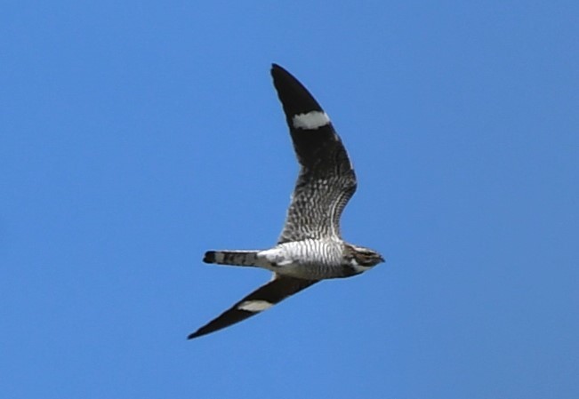 Common Nighthawk - ML589256301