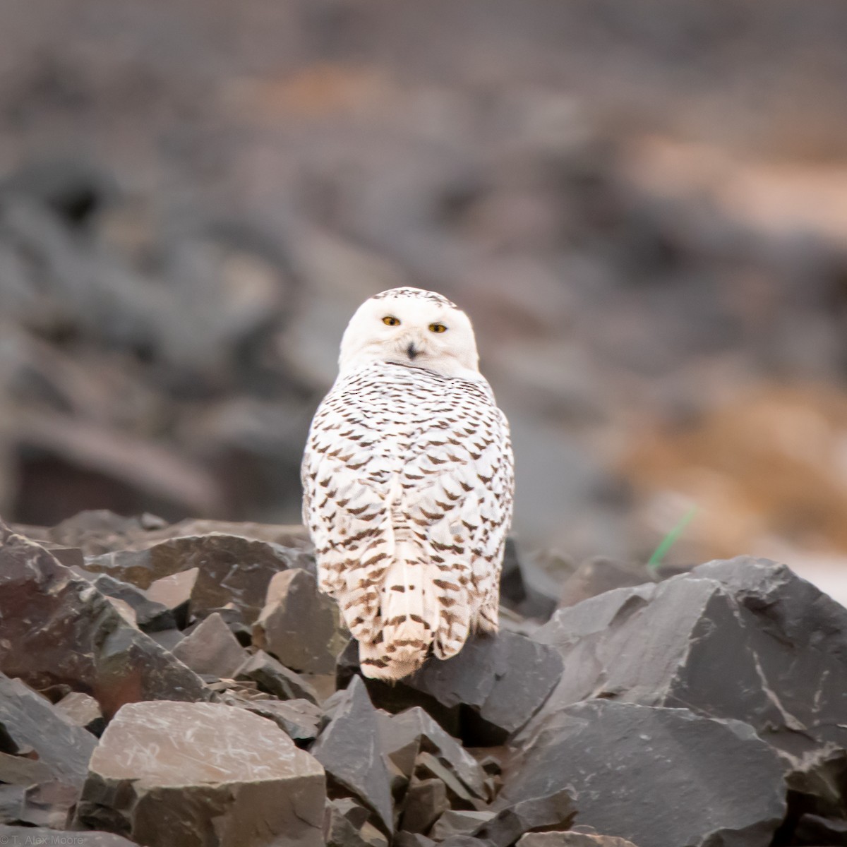 Snowy Owl - ML589256521