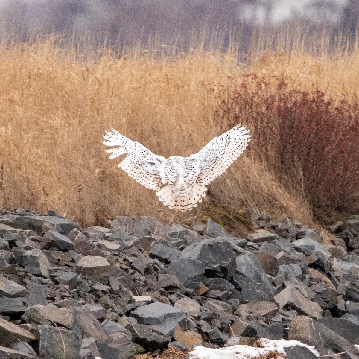 Snowy Owl - ML589256531