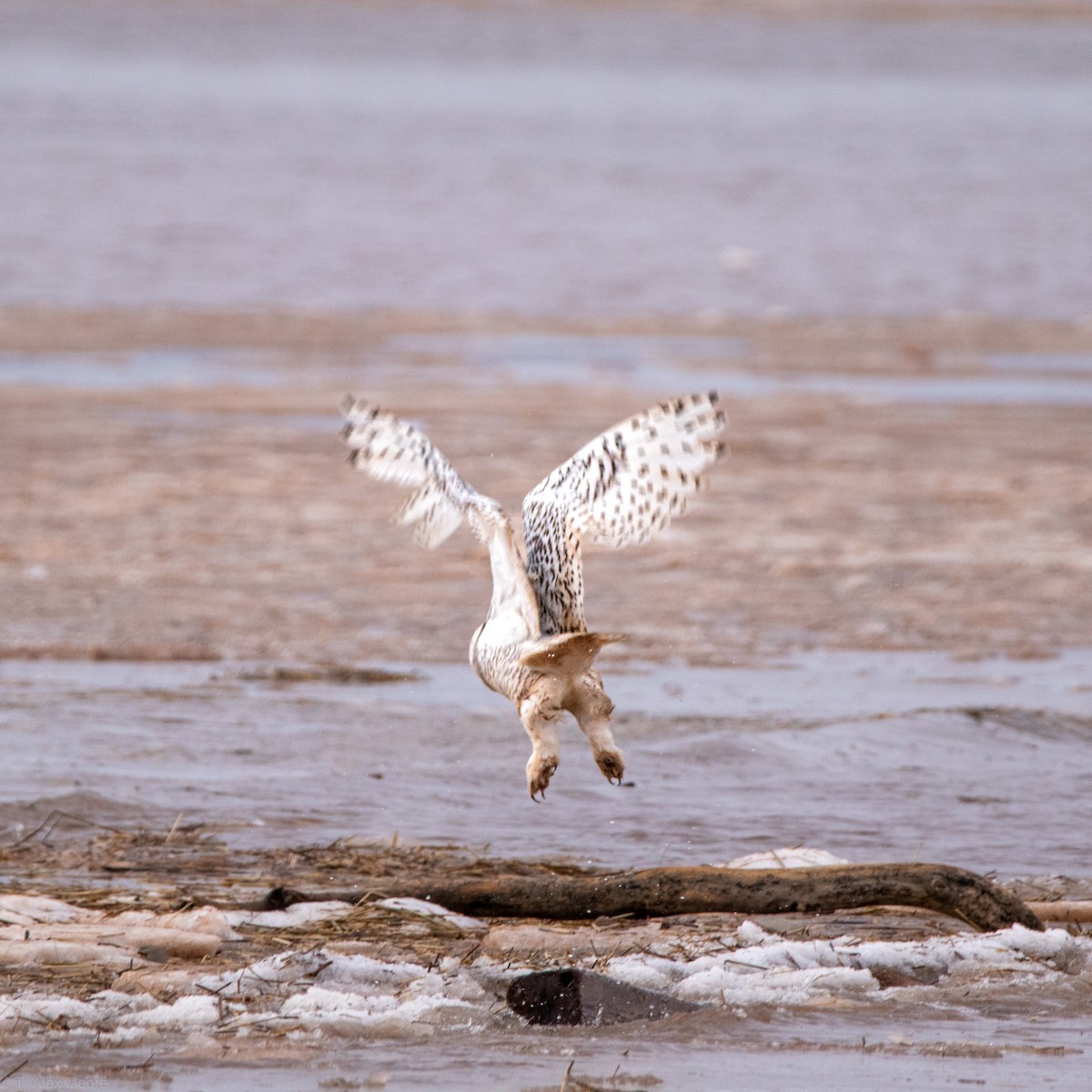 Snowy Owl - Alex Moore