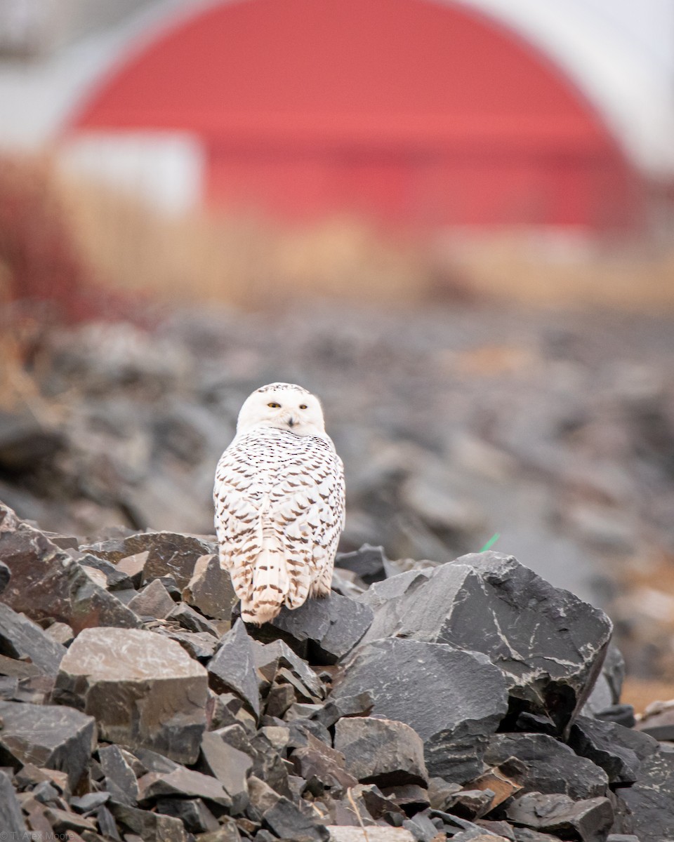 Snowy Owl - ML589256551