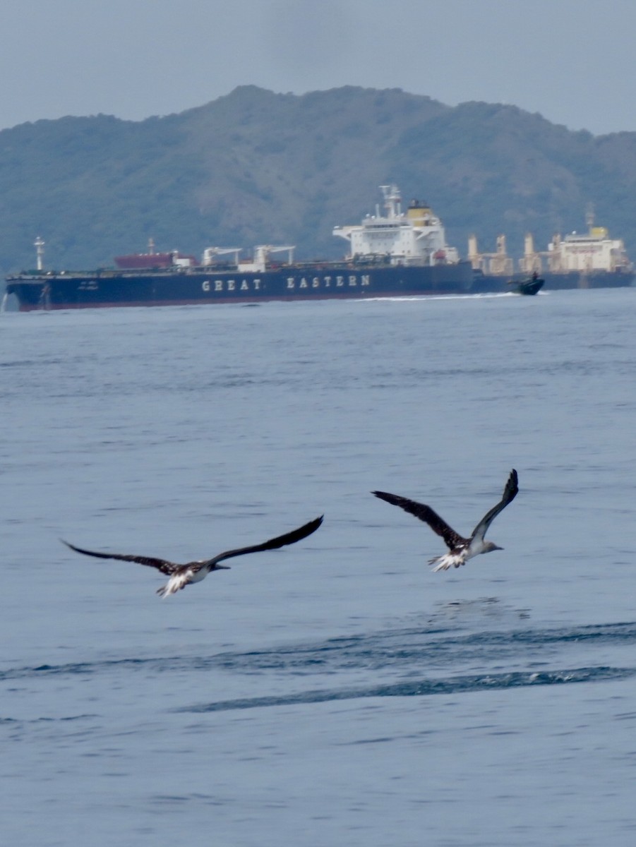 Brown/Cocos Booby - ML589257221