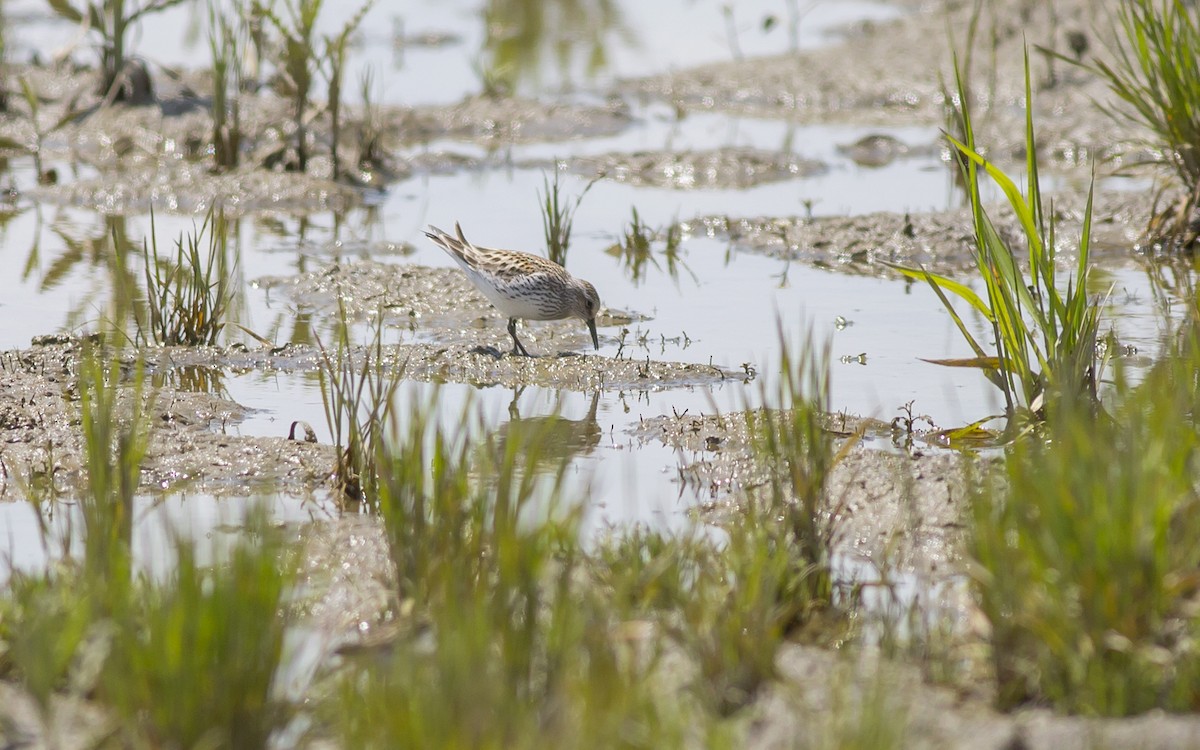 White-rumped Sandpiper - Alex Eberts