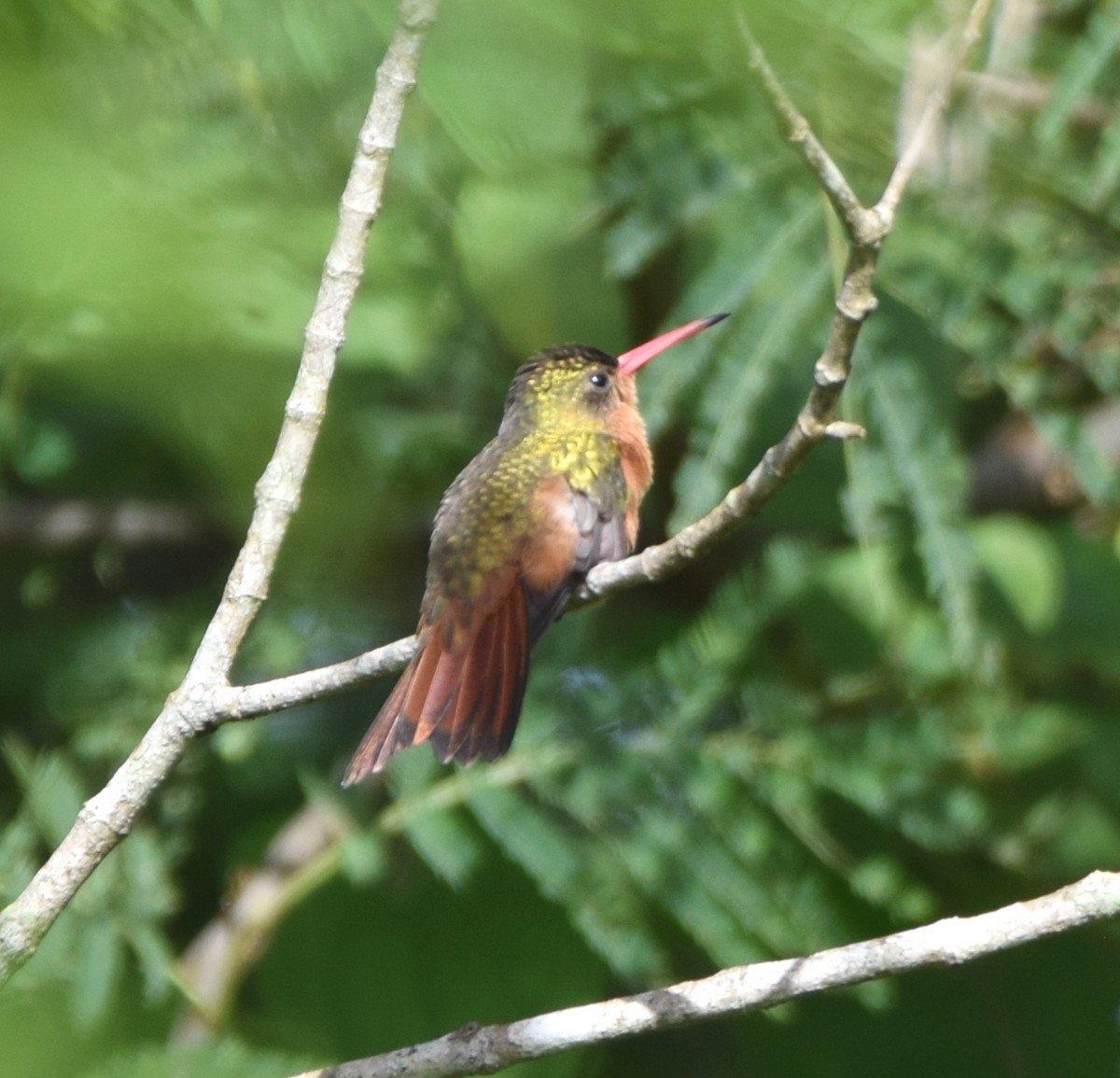 Cinnamon Hummingbird - ML589257651