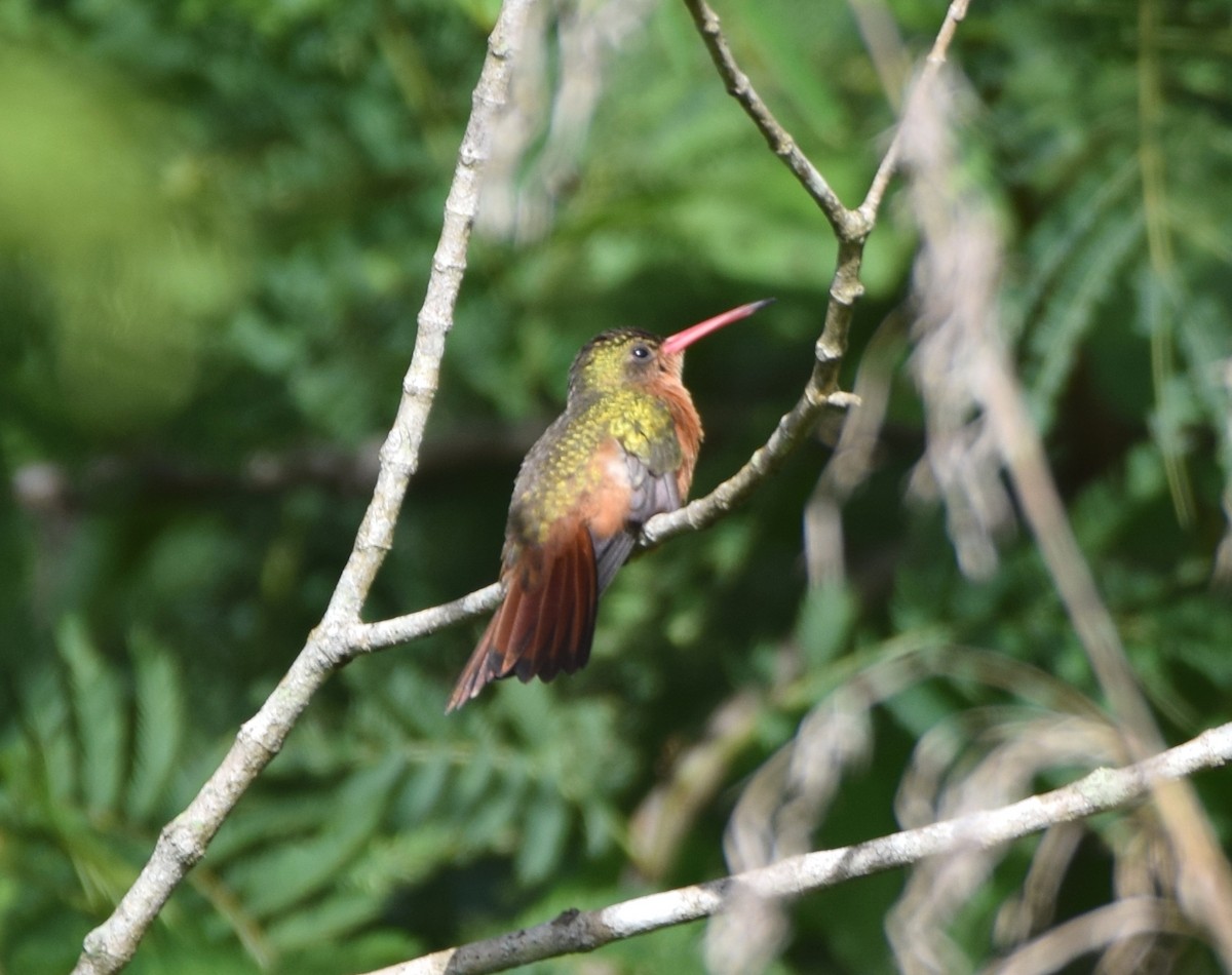 Cinnamon Hummingbird - ML589257661