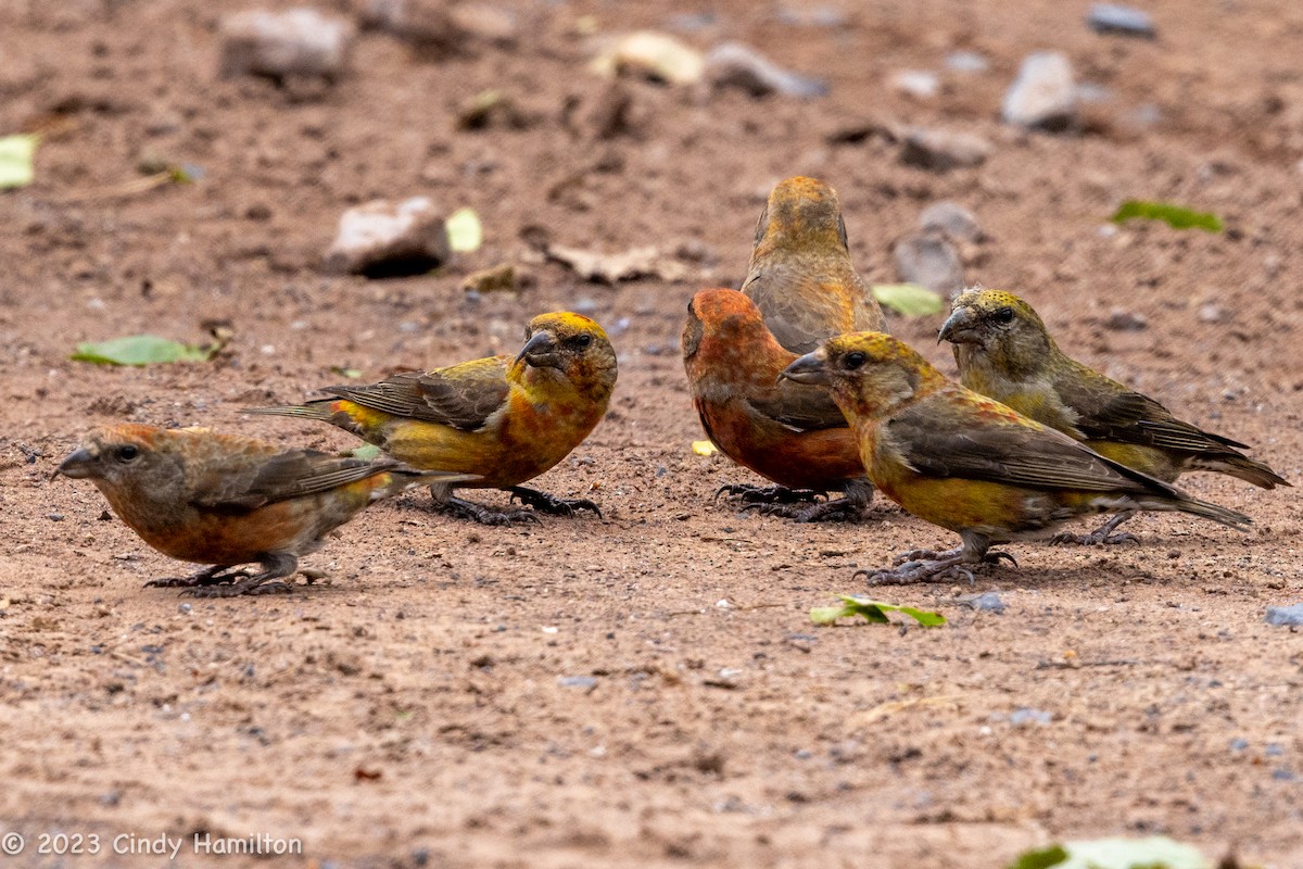 Red Crossbill - Cindy Hamilton