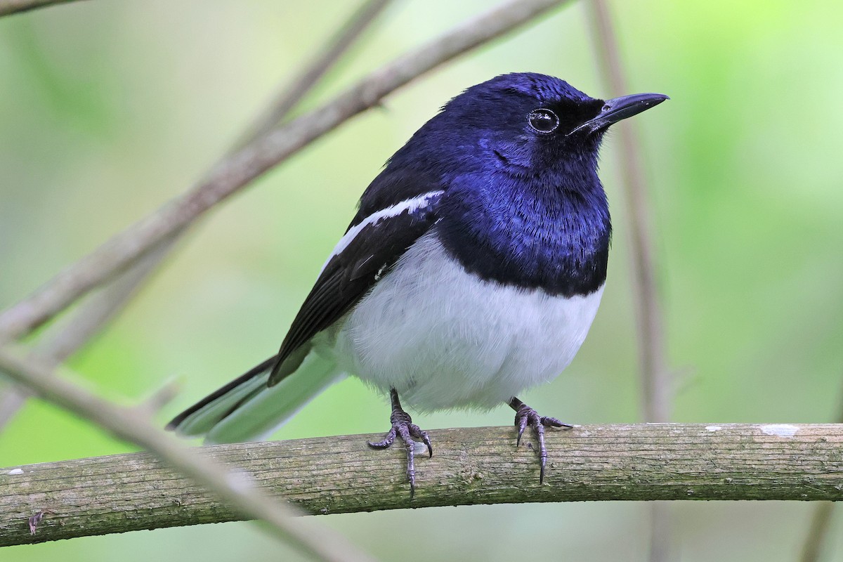 Oriental Magpie-Robin - Nathan Wall