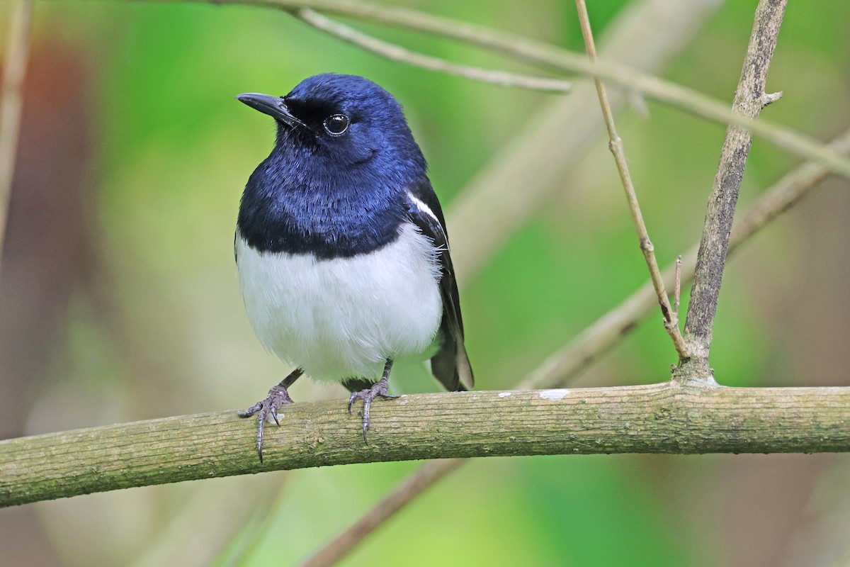 Oriental Magpie-Robin - Nathan Wall