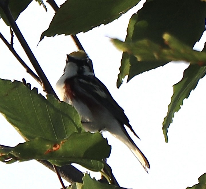 Chestnut-sided Warbler - Gregg Goodrich