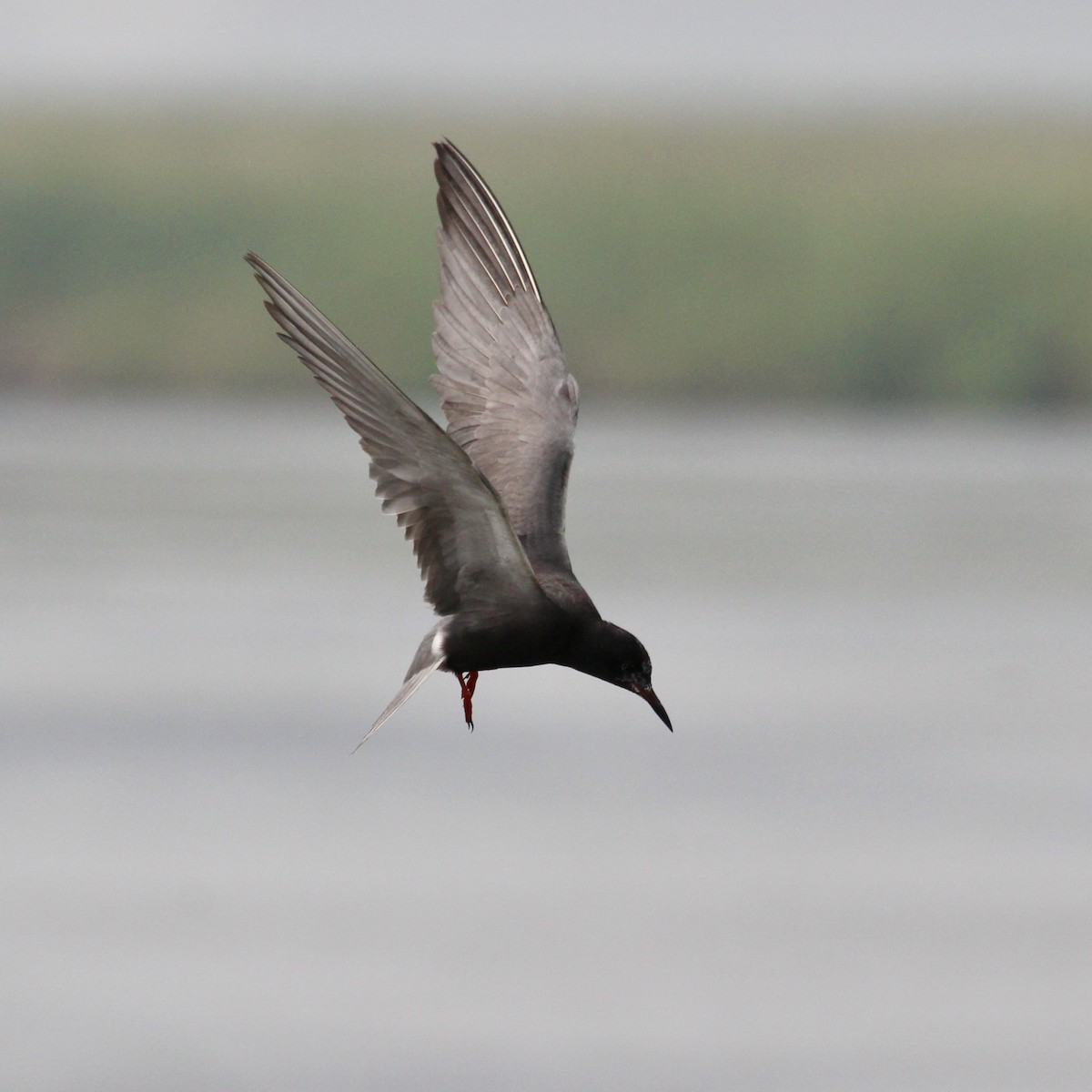 Black Tern - Laurie Johnson