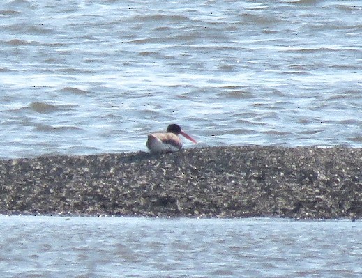 American Oystercatcher - ML589260501