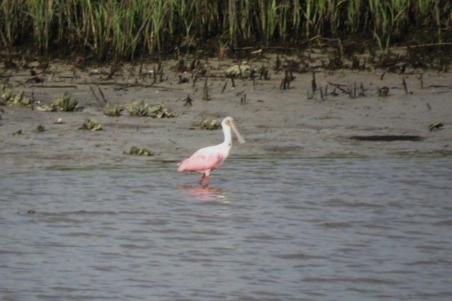 Roseate Spoonbill - ML589260751