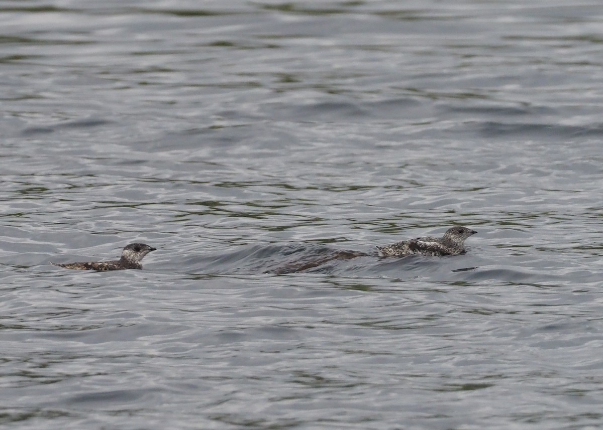 Kittlitz's Murrelet - ML589260801