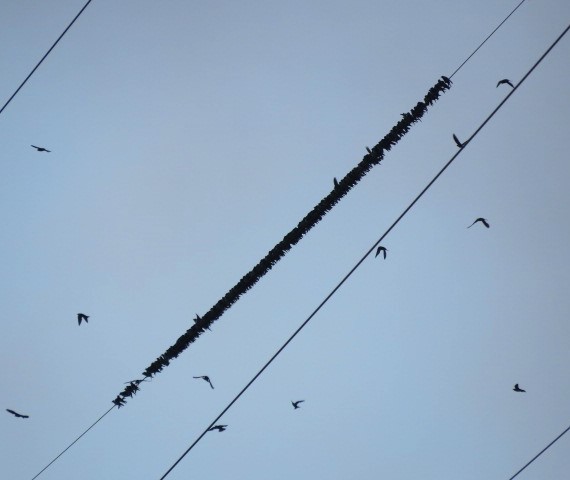 Purple Martin - ML589260931