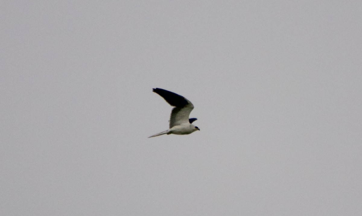 White-tailed Kite - ML589261071